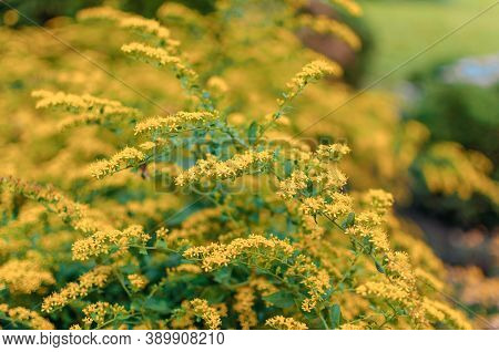 Beautiful Forsythia Flowers In The Garden In Spring. Golden Bell, Border Forsythia Forsythia X Inter