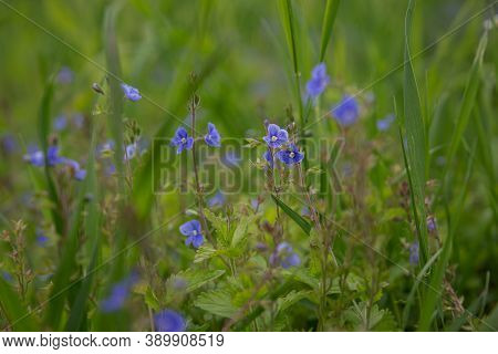 Blue Meadow Flowers, Beauty In Summer. Delicate Flowers In Spring.