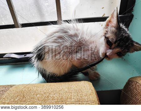 Small Kitten After Bath In Window With Wet Hairs
