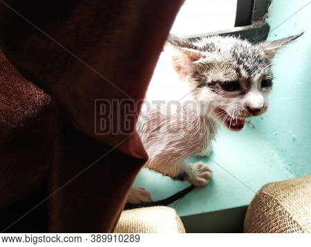 Small Kitten After Bath In Window With Wet Hairs Yelling