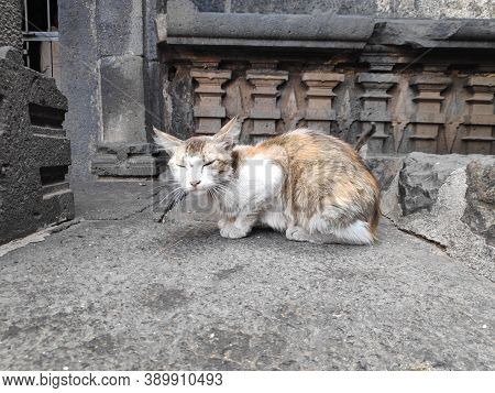 Stray Abandoned Red Grey Cat In Temple