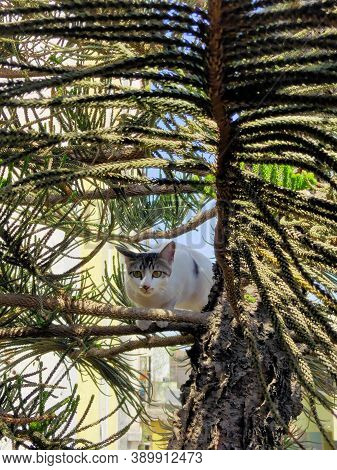 White Cat Looking Curious Sitting On Christmas Tree