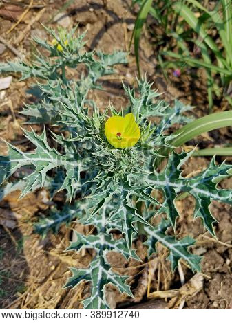 Yellow Flower Bloomed From A Weed Like Plant