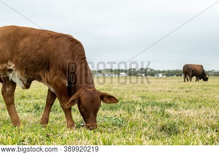 Beef Cattle Livestock Calf Eating Grass In Pasture On A Cloudy Day, With Adult Cow In The Distance. 