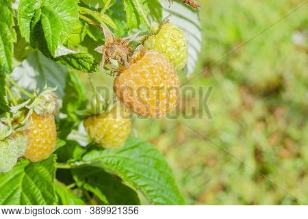 Yellow Remontant Raspberry Berry Growing On A Bush On A Sunny Autumn Day