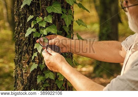 Putting Under Magnifying Glass. Round Magnifying Lens Held In Male Hands. Examining Tree Leaves With