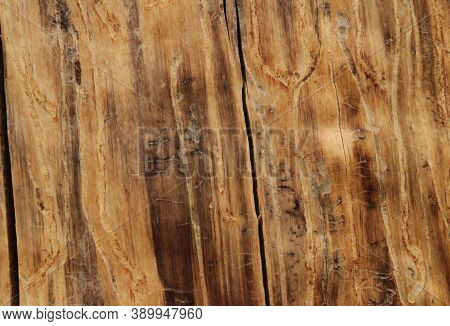 Close-up of Whitebark Pine (Pinus albicaulis) tree trunk wood grain with beetle trails in Beartooth Mountains, Montana