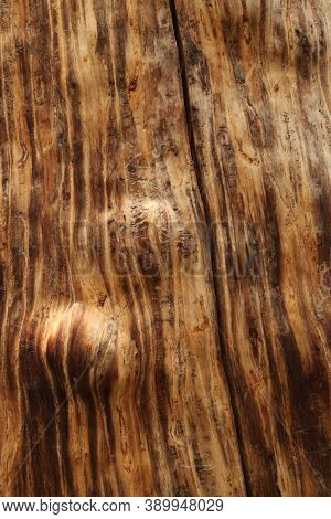 Close-up of Whitebark Pine (Pinus albicaulis) tree trunk wood grain with beetle trails in Beartooth Mountains, Montana
