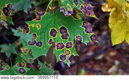 Sick Maple Leaves With Dark Spots Closeup. Maple Leaf Disease. Autumn Maple Leaves Background