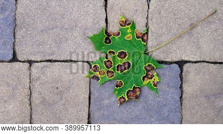 Sick Maple Leaf With Dark Spots Closeup. Maple Leaf Disease. Autumn Maple Leaf On The Sidewalk