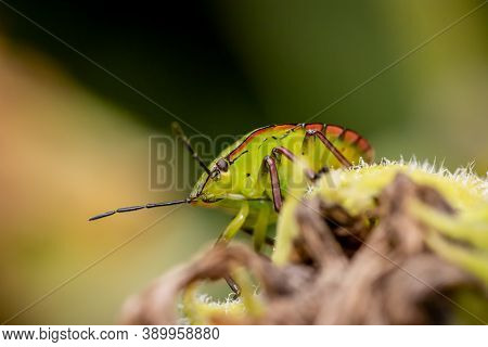Southern Green Shield Bug Or Green Vegetable Bug (nezara Viridula) On Sunflower In The Garden