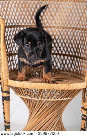 A Portrait Of A Cute Jack Russel Terrier Puppy, Standing On Hind Legs On A Rattan Chair, Isolated On