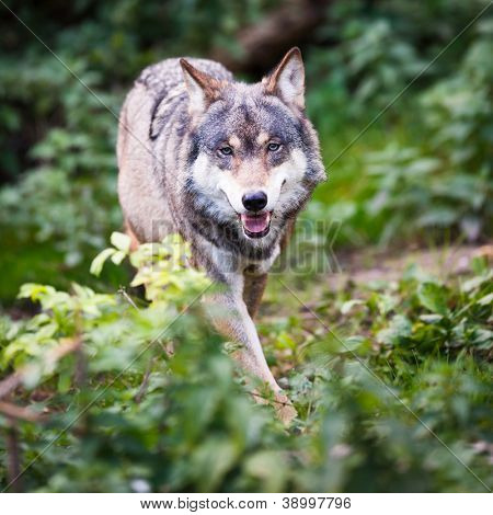 Grå/eurasiske ulven (Canis lupus)