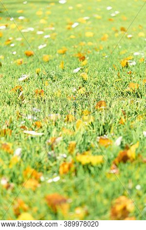 Colorful Fallen Autumn Leaves On Green Grass Field Or Lawn. Season, Nature, Autumn Card, Thanksgivin