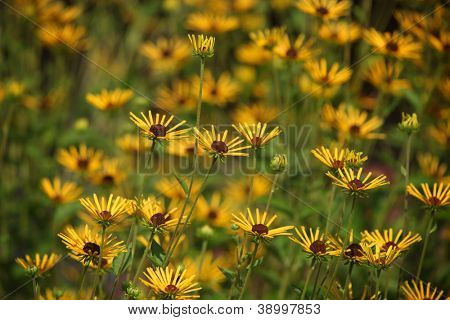 Tæt op skudt af mange black eyed Susans