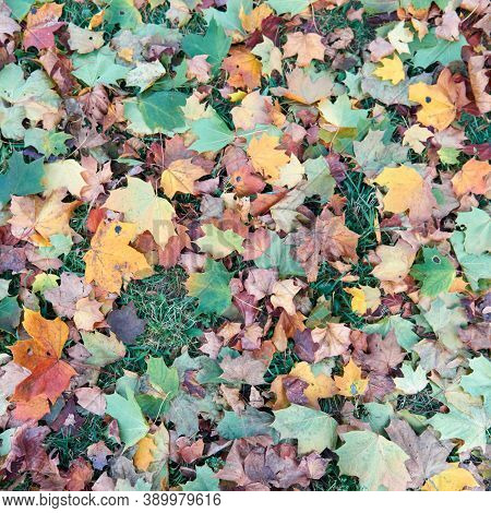 Colorful Fallen Autumn Leaves On Green Grass Field Or Lawn. Season, Nature, Autumn Card, Thanksgivin