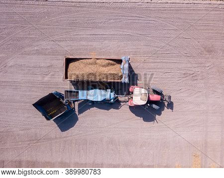 Almond Combine Harvester Discharging Dry Picked Almonds Into A Trailer, Aerial View.