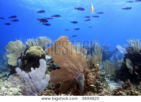 Underwater Coral Reef Scene