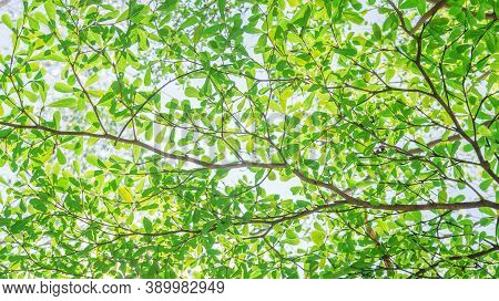 Ivory Coast Almond Tree Branches On A Sky Background.