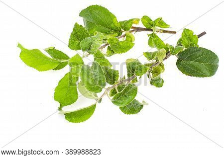 Apple Tree Twigs With Diseased Leaves. Photo
