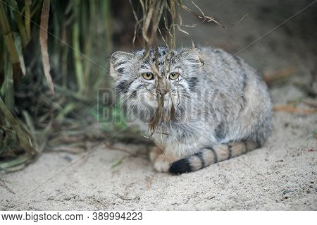 Pallas's Cat  (otocolobus Manul). Manul Is Living In The Grasslands And Montane Steppes Of Central A