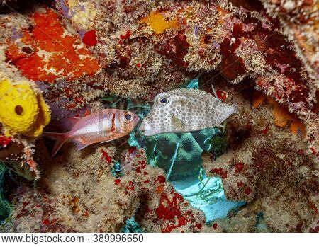 Caribbean Coral Reef With Squirrlefish And Cowfish