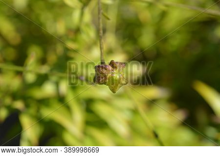 Henrys Lily Seed Pod - Latin Name - Lilium Henryi
