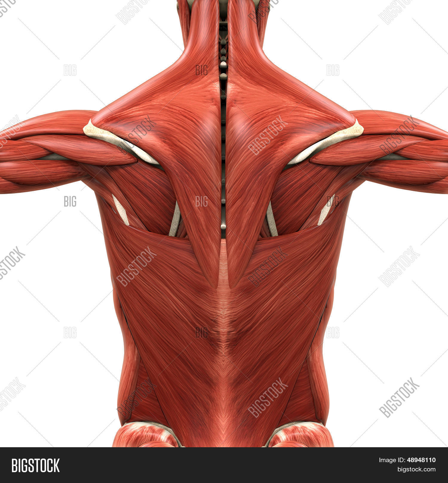 Мышечный корсет анатомия. Изолировать мышцы это. Изолировать мышцы это. Базовые и изолирующие упражнения на грудь. Базовые и изолирующие упражнения список.