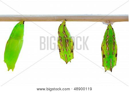 Three Common Palmfly Pupal