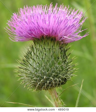 Thistle