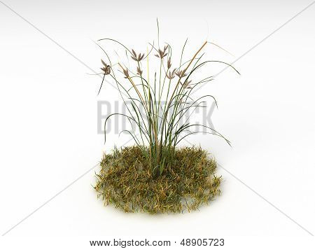 Bolboschoenus Maritimus