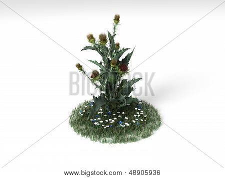 Onopordum Acanthium
