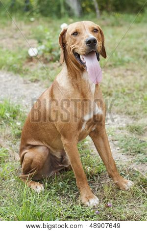 Bloodhound