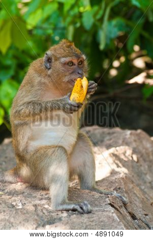 A kő gonoszság majom ül