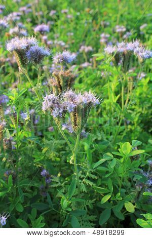 Blomming Phacelia tanacetifolia- bee pasture