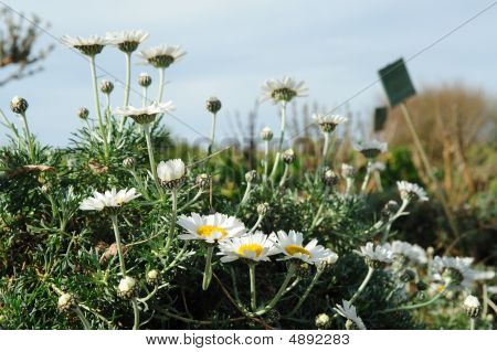 Daisies สปริง