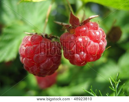 Two appetizing raspberries on a twig