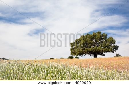 Tepe üstündeki yalnız ağaç