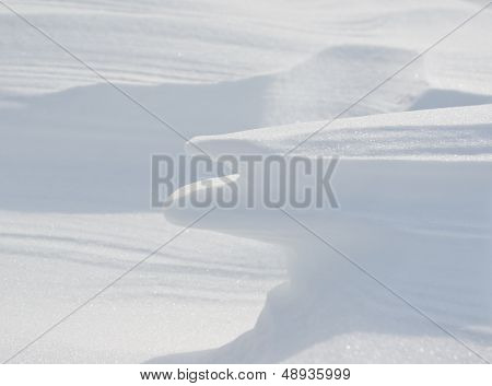 Snowy Wilderness