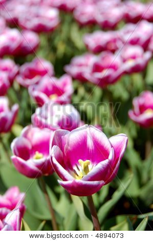 Tulip Deluxe