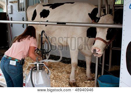 Cow Gets Hooked Up To Milking Machine At Farmers Market