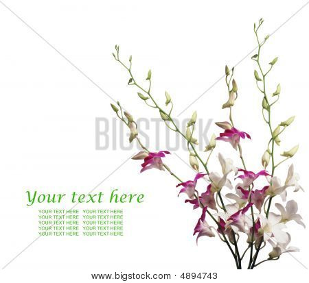 Tavaszi fogalom; Nyári fogalom; Virágok elszigetelt fehér Background