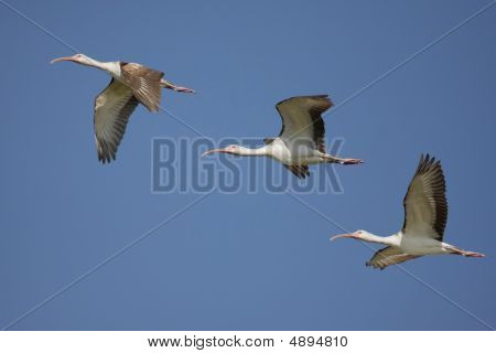 Bílá Ibis (eudocimus Albus)