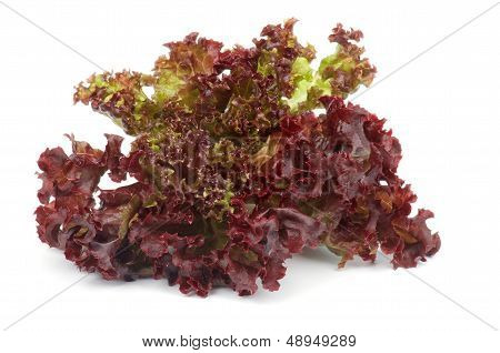 Lollo Rosso Lettuce