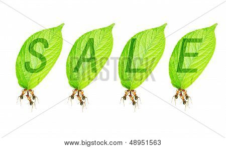 Ant To Sell