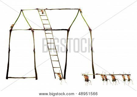 Ants Building
