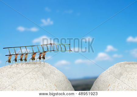 Ants Building