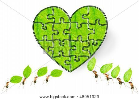 Ant Puzzle