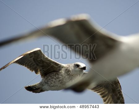 Seagull