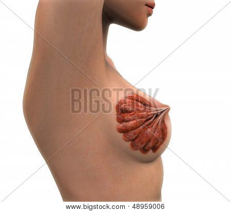 Female Breast Anatomy